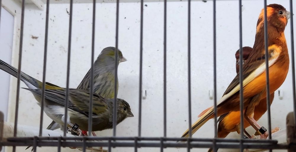 # Casais canários 2025 #