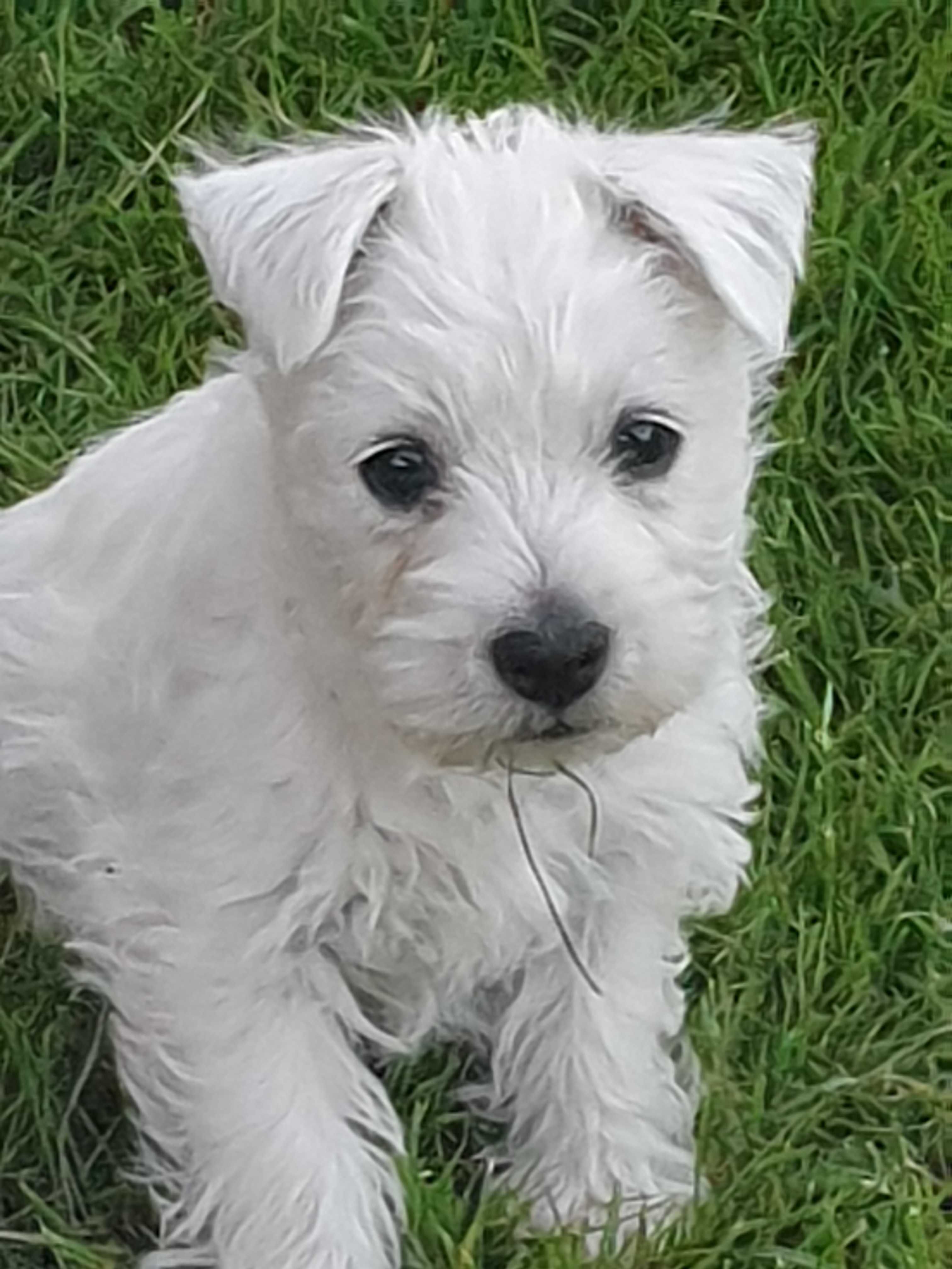 West Highland White Terrier