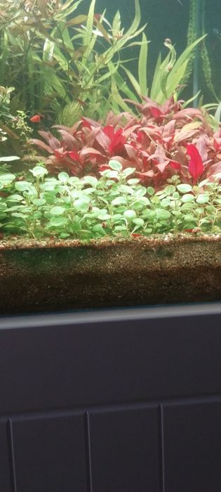 Lobelia roślina akwariowa