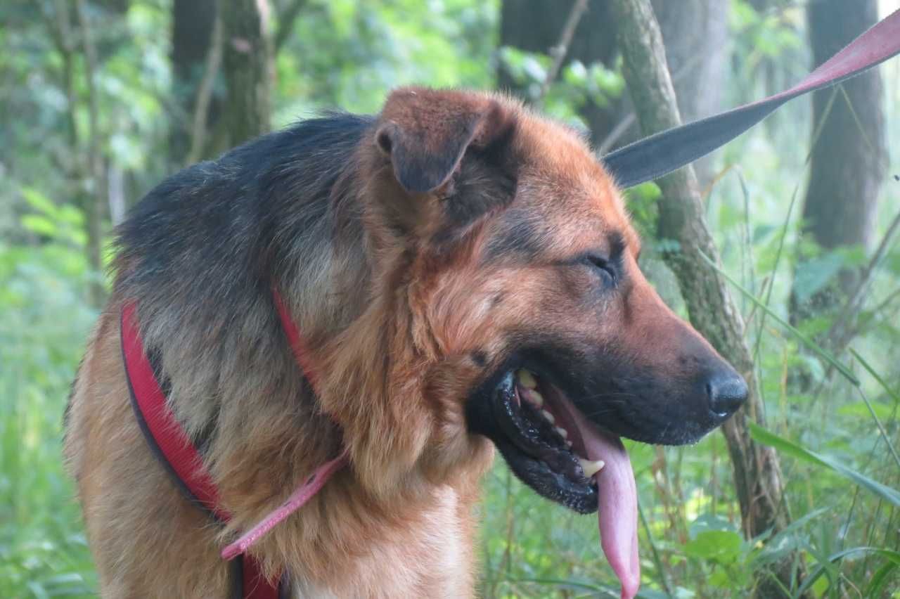 Remus - piękny psiak w typie owczarka niemieckiego szuka domu!