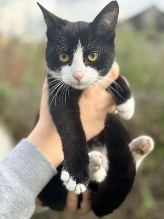 Kociak urodzony 17.06 szczepiony, możliwy dowóz