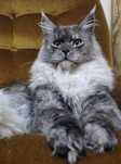 Koteczka Maine coon linia shaded
