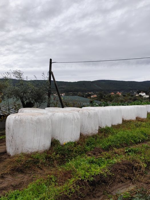 Rolos de erva / azevém