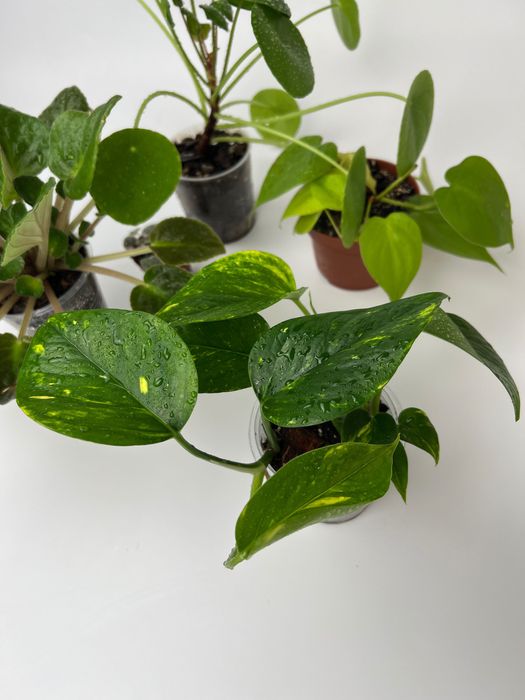 Набір рослин: церопегія, пілея, епіпремнум, філодендрон, фіалка