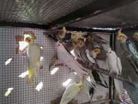 Papuga Nimfa Młode 2023r. Różne kolory Białe żółte szek Duży wybór