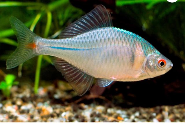 Tenczanka Rhodeus ocellatus ocellatus ew zamiana akwarium ,inne ryby