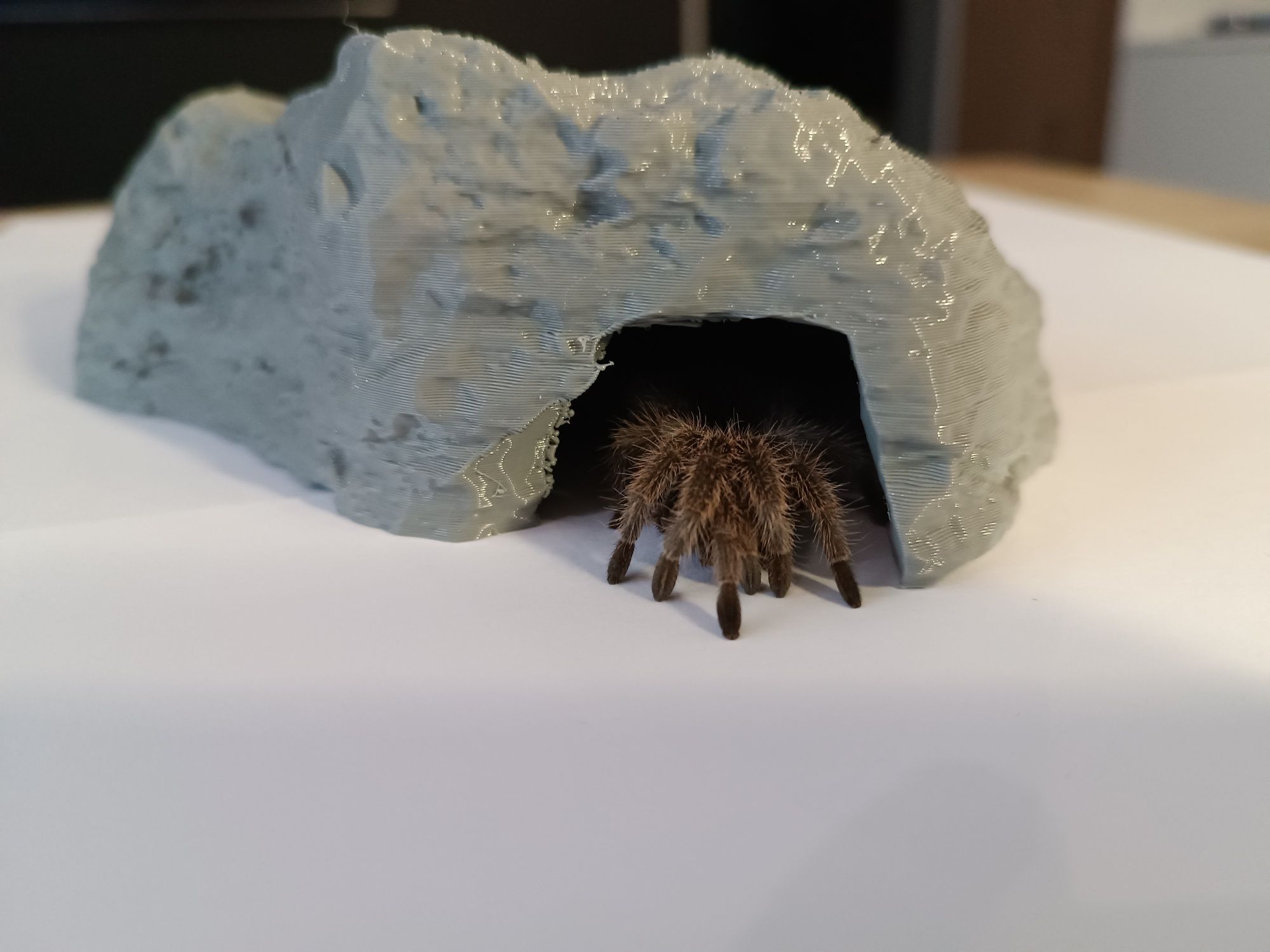 Jaskinia, kryjówka dla pająka, węża, jaszczurki