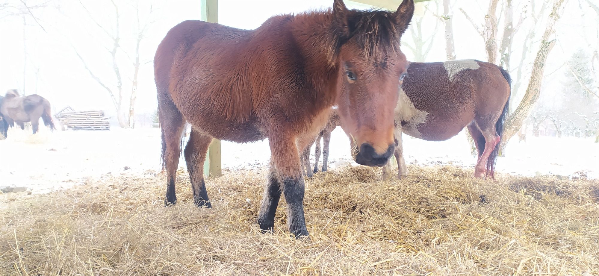 Klaczka huculska hucuł roczna klacz