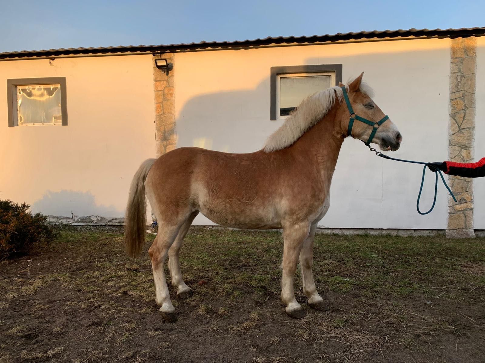 Piękna klacz Haflinger - grzeczna, ułożona, dla dzieci