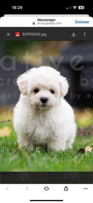 Bichon Frise chłopiec Zwiazek Kynologiczny w Polsce FCI