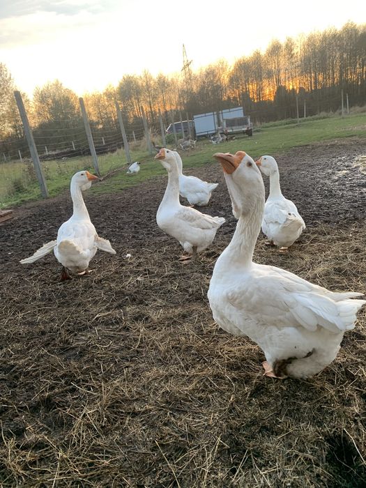 Sprzedam mlodego gasiora cholmogora