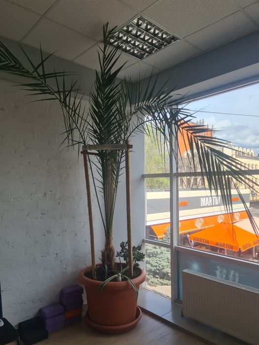 Фінікова пальма 40 років 3.5м