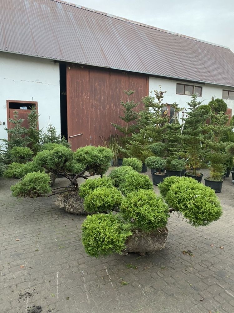 Jałowiec Formowany  BONSAI