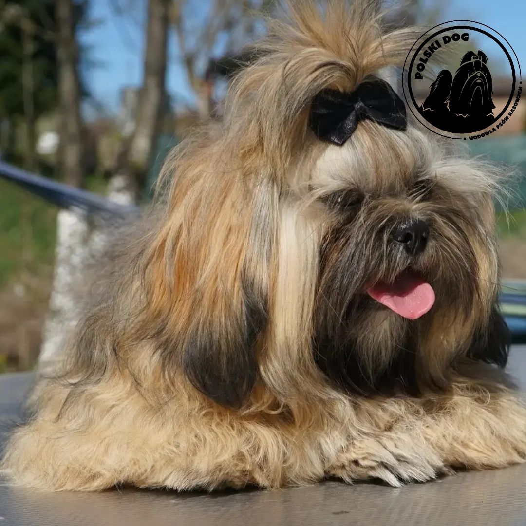 Shih-Tzu od zootechnika  i behawiorysty DNA