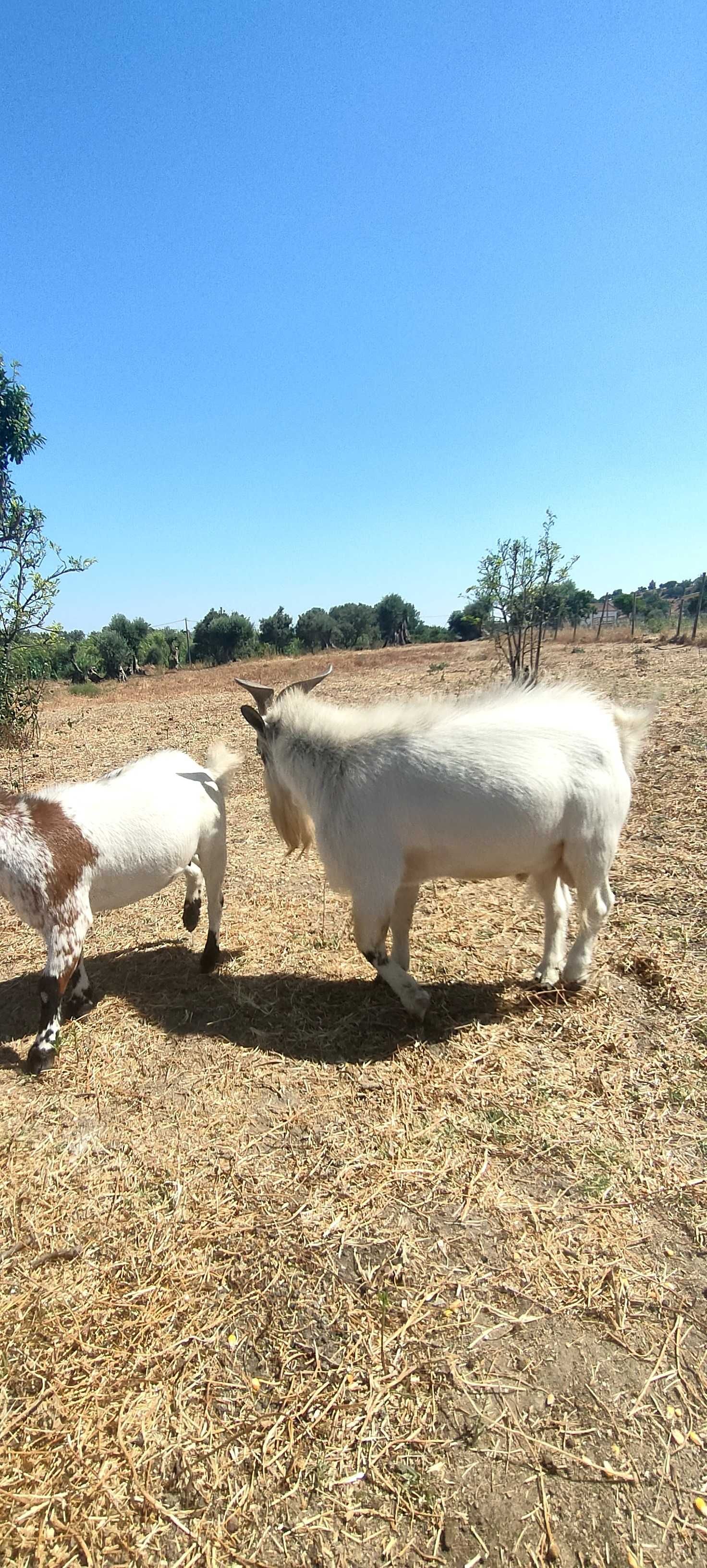 Cabras anãs disponíveis