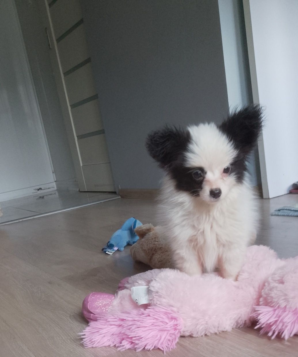 Papillon piesek gotowy do odbioru