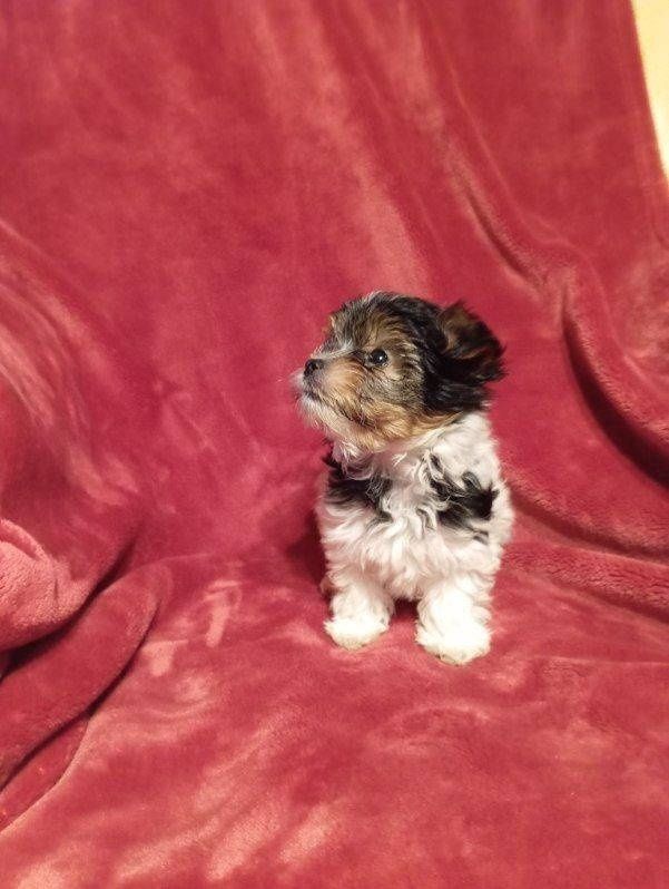 Biewer Yorkshire terrier