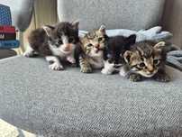 Gatos para adoção Paredes