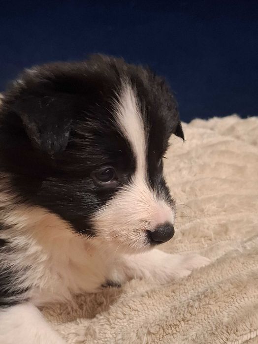 Border Collie Suczka Alice z rodowodem, wychowana w domu