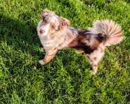 Miniaturowy Owczarek Amerykański suczka Red Merle - 6 miesięcy .