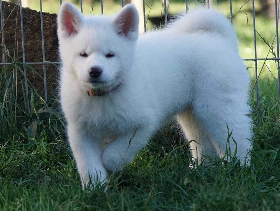 Akita japońska, biała suczka , ZKwP / FCI