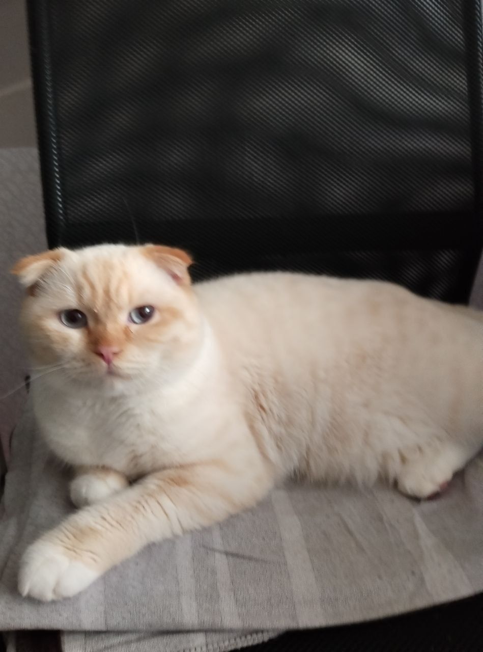 Гарний хлопець шукає люблячу родину!)