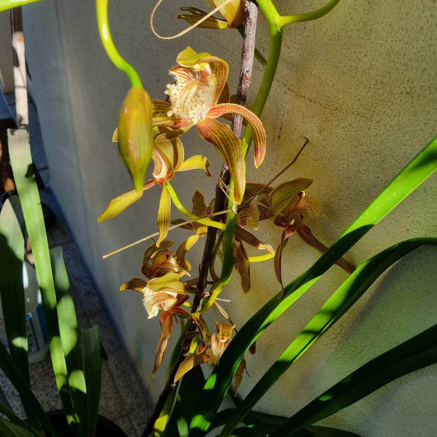 Orquídea pendular