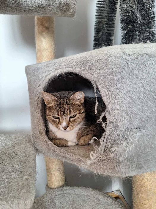 Starsza chora kotka czeka na dom