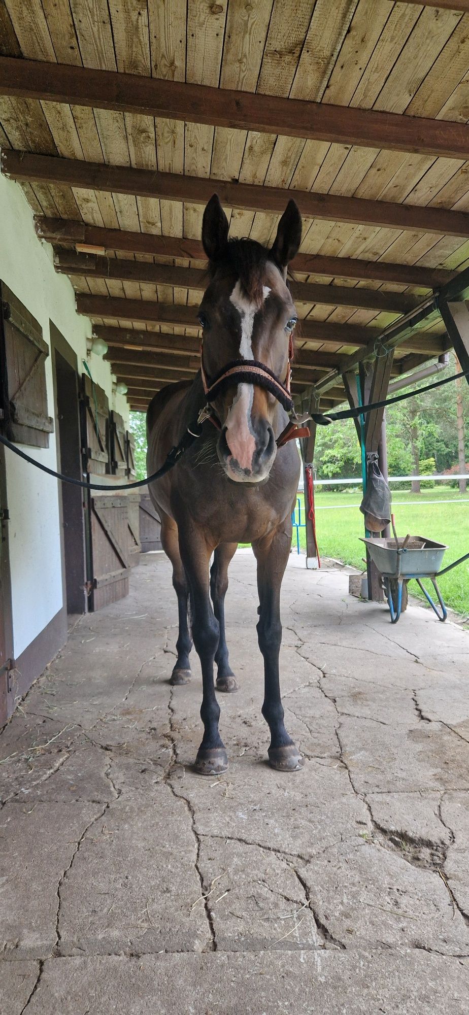 6 letni wałach - 168 cm