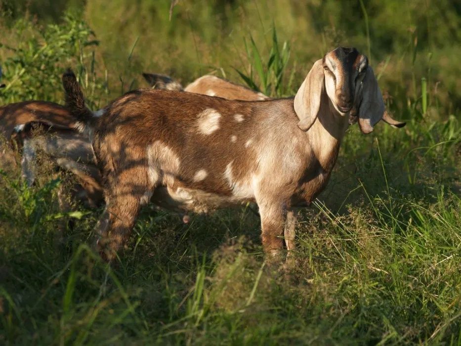 Kozie mleko - naturalne mleko kozie