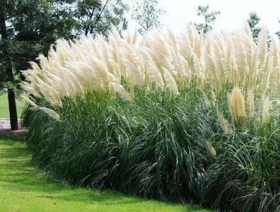 Trawa pampasowa biała różowa sadzonki 40 cm p10 cortaderia ozdobna
