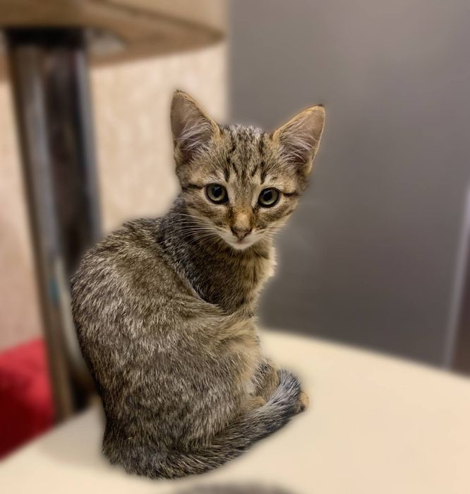 Кошенята-тигренята ДНІПРО