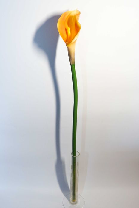 Kalia w kolorze żółto – pomarańczowym