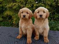 Golden Retriever-Suczka Złota Gotowa Do Odbioru