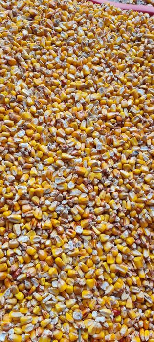Kukurydza sucha tegoroczna