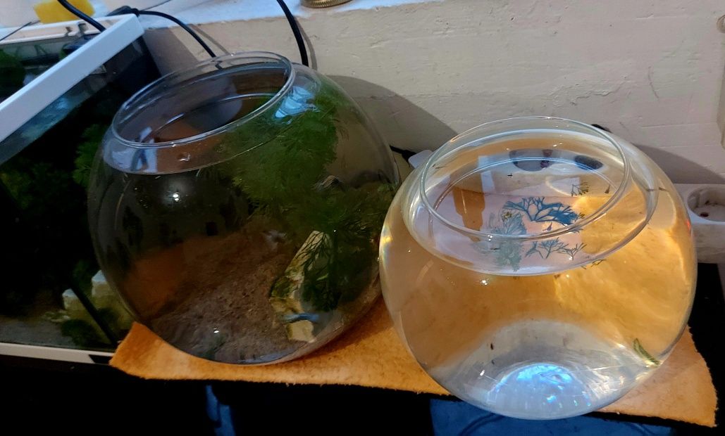 2 Aquario de peixe vidro  - guppy bebes gratis