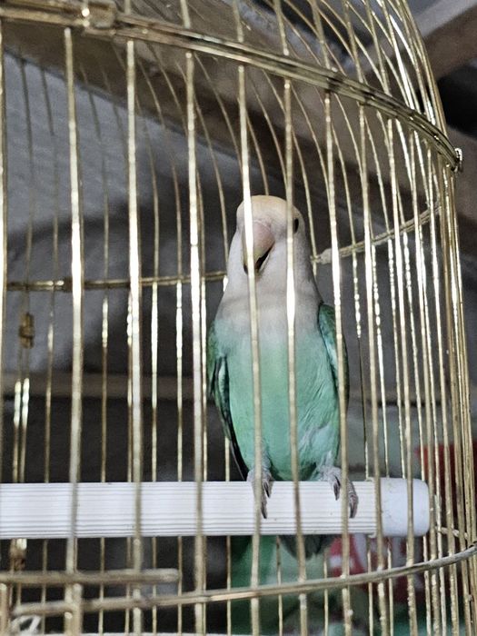 Agapornis domesticado