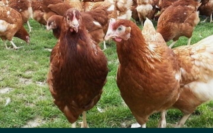 Куры несушки Ломан Браун, Сенді