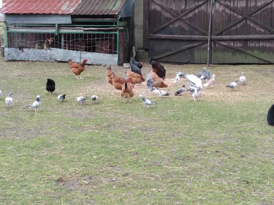 Sprzedam gołębie pocztowe i inne. Odbiór osobisty, tylko gotówka.