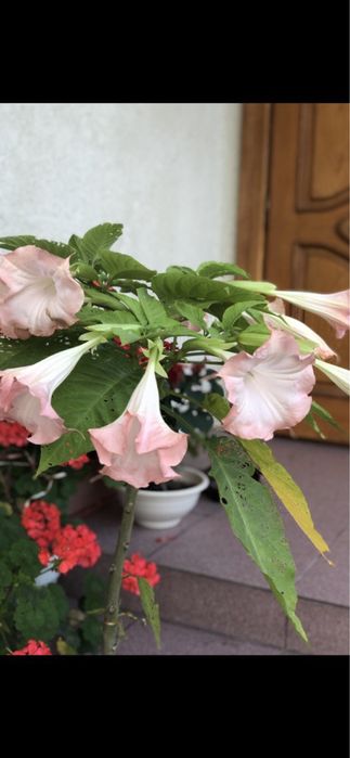 Дурман Бругмансія труби ангела