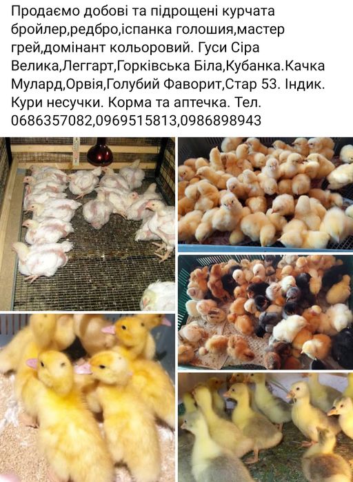 Бройлери,курчата,качки,гуси,індики,кури