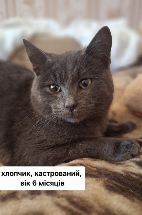 Хлопчик британець у хороші руки!