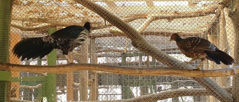 sprzedam bażanty białoczuby