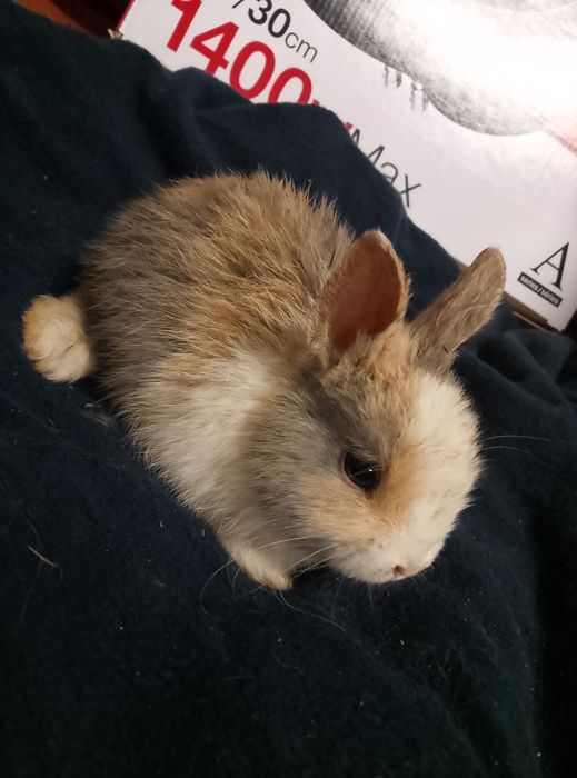 Króliczki miniaturki