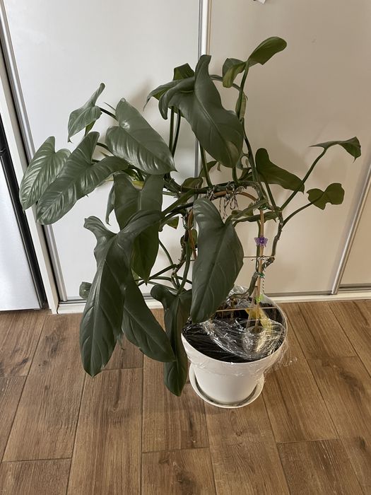 Filodendron Silver Queen