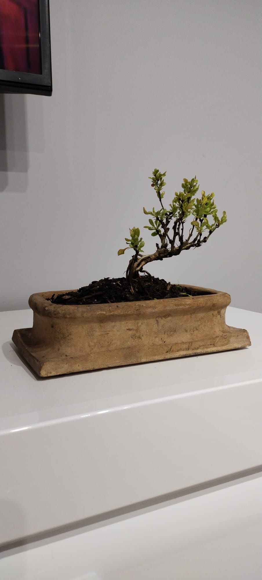 Berberys bonsai prebonsai