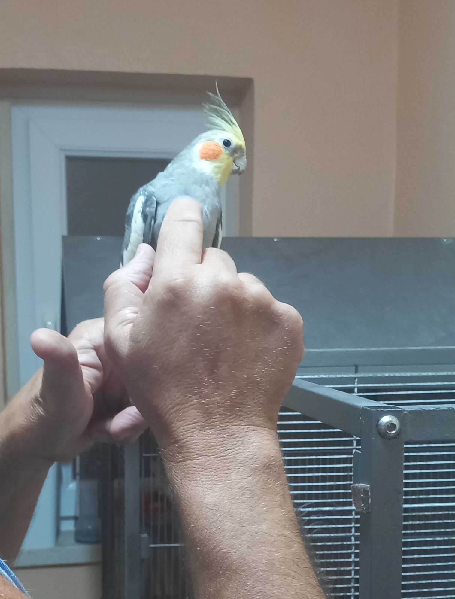 Caturra macho mais ou menos manso