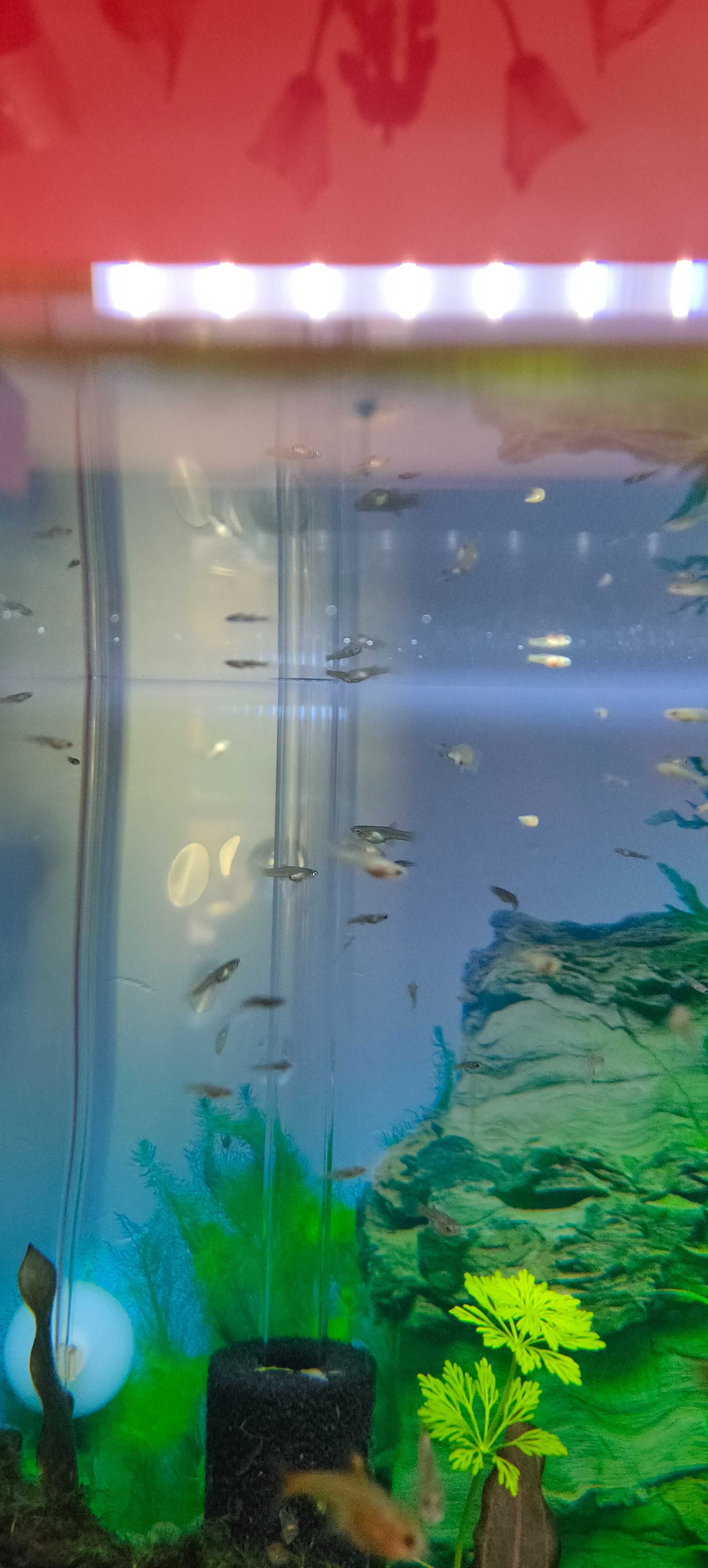 Peixes Guppy Endlers