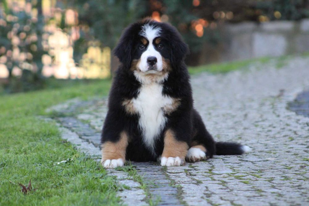 Berneński Pies Pasterski ZKwP FCI