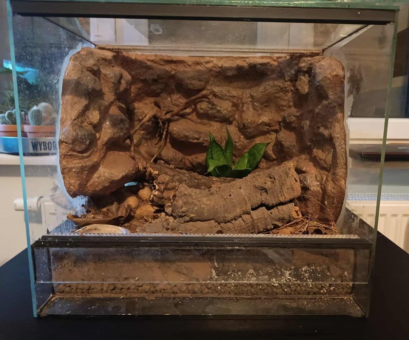 Terrarium_ pająk, gekon, wąż